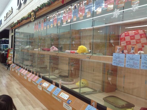 ペットアイランド 港北高田店写真