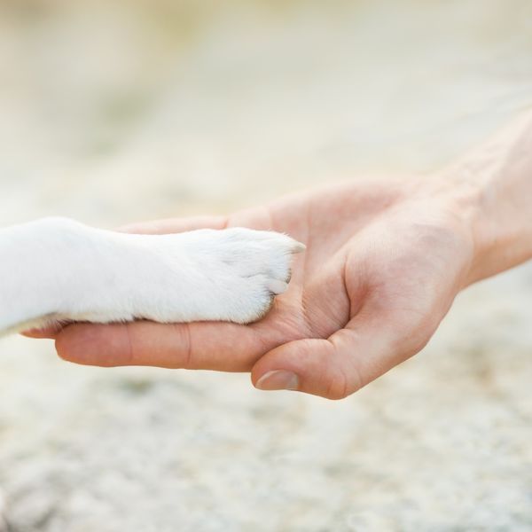 横浜でトリミングしている当店の求人情報です