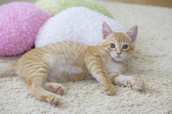 飼い主様に寄り添った対応