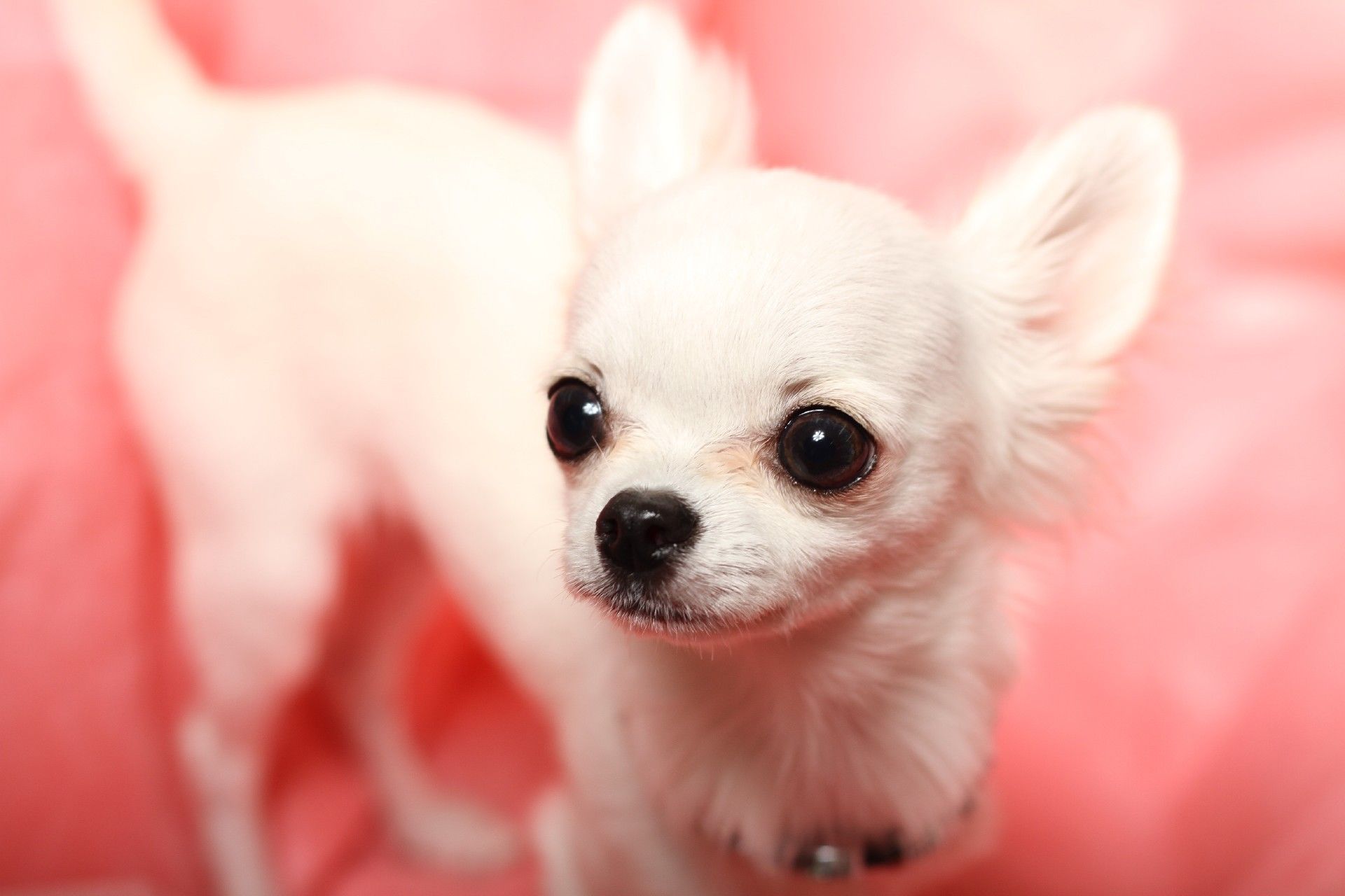 かわいい犬