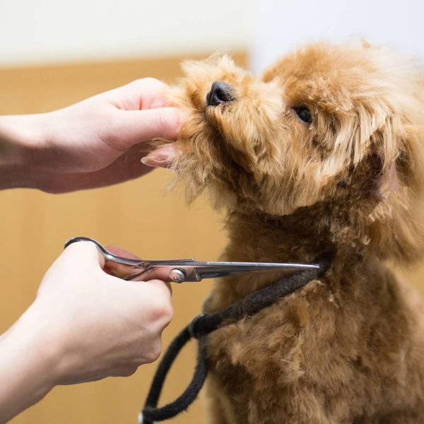 横浜にある当店のトリミングは確かな技術でおすすめです