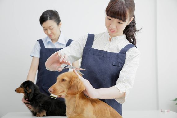 トリミングが人気メニュー