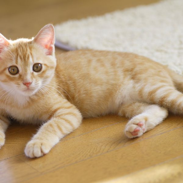 横浜で猫のトリミングをするなら当店にお越しください