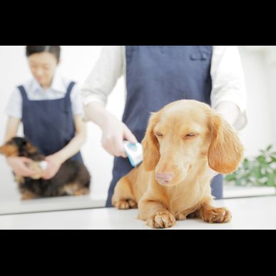 横浜でトリミングが人気のペットアイランド港北高田店にぜひお越しください