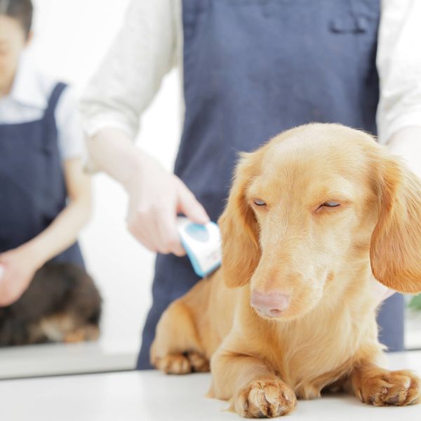 横浜でトリミングが人気のペットアイランド港北高田店にぜひお越しください