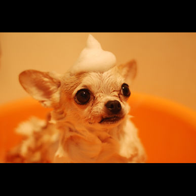 横浜でトリミングが人気のシュシュ港南台店にぜひお越しください