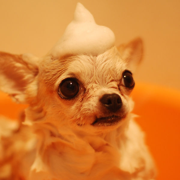 横浜でトリミングが人気のシュシュ港南台店にぜひお越しください