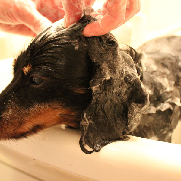 茂原市でトリミングが人気のペッツワン茂原店にぜひお越しください