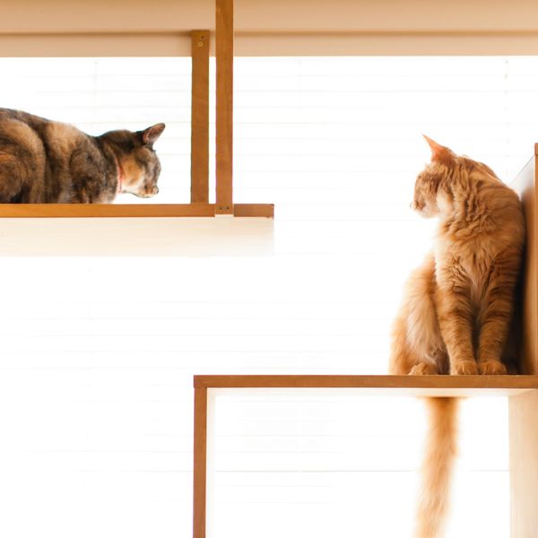 横浜でペットホテルならペットアイランド港北高田店にお越しください