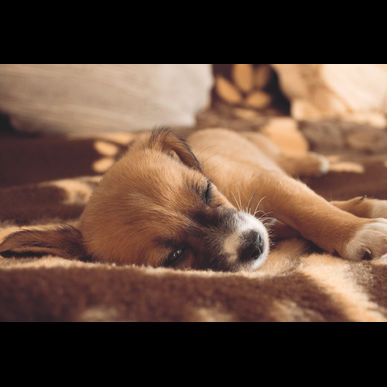 横浜でペットショップならディスワン 戸塚店がおすすめです