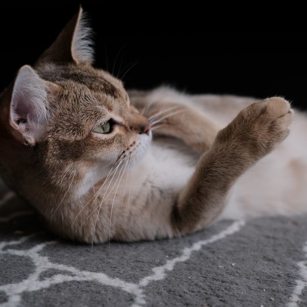 横浜で猫をお探しならベルファームをご利用ください