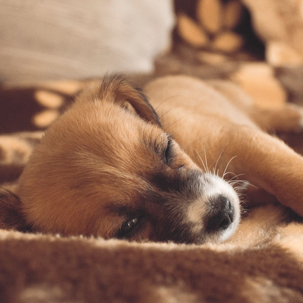 『おうちに行くワン・ニャン♪』ワンちゃん・ネコちゃんを自宅までお届けするサービス